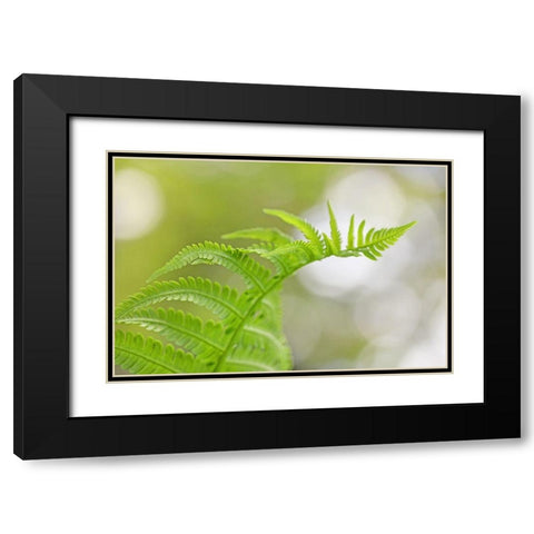 Plant Fern Nature Black Modern Wood Framed Art Print with Double Matting by Schell, Jennie Marie