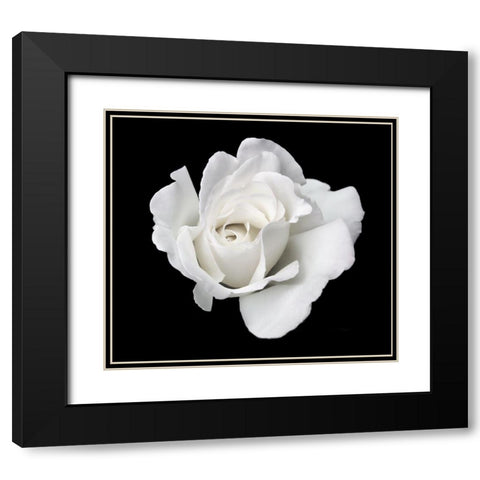Rose White 5 Black Modern Wood Framed Art Print with Double Matting by Schell, Jennie Marie