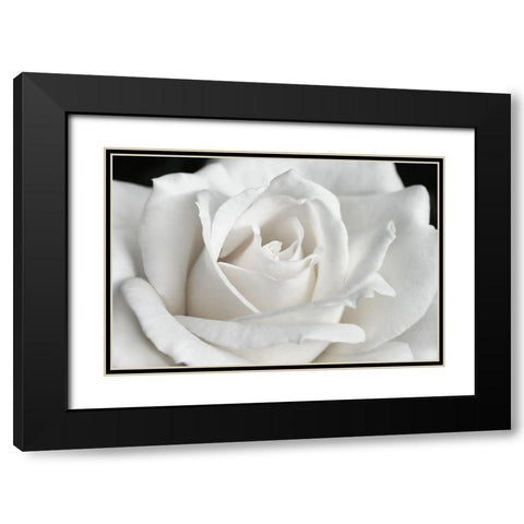 Rose White 6 Black Modern Wood Framed Art Print with Double Matting by Schell, Jennie Marie