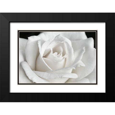 Rose White 6 Black Modern Wood Framed Art Print with Double Matting by Schell, Jennie Marie
