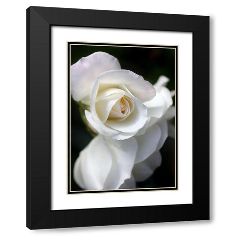 Rose White 8 Black Modern Wood Framed Art Print with Double Matting by Schell, Jennie Marie