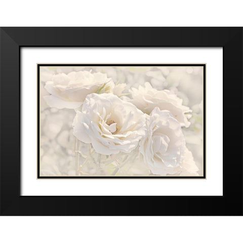 Rose White Ivory 9 Black Modern Wood Framed Art Print with Double Matting by Schell, Jennie Marie