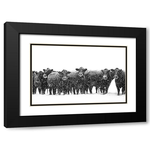 Black Cattle in Snow 2 Black Modern Wood Framed Art Print with Double Matting by Schell, Jennie Marie