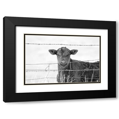 Calf Gaze Black And White Black Modern Wood Framed Art Print with Double Matting by Schell, Jennie Marie