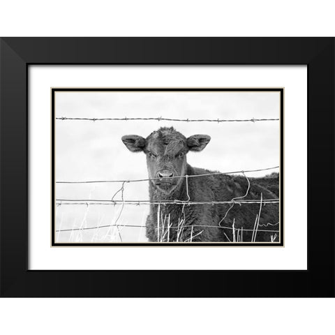 Calf Gaze Black And White Black Modern Wood Framed Art Print with Double Matting by Schell, Jennie Marie
