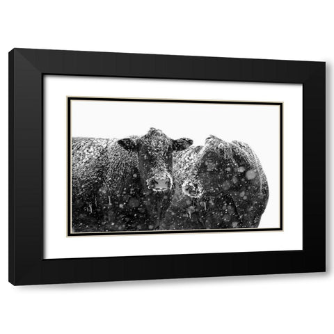 Black Cattle In Snow 1 Black Modern Wood Framed Art Print with Double Matting by Schell, Jennie Marie