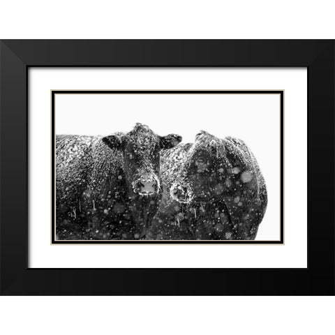 Black Cattle In Snow 1 Black Modern Wood Framed Art Print with Double Matting by Schell, Jennie Marie