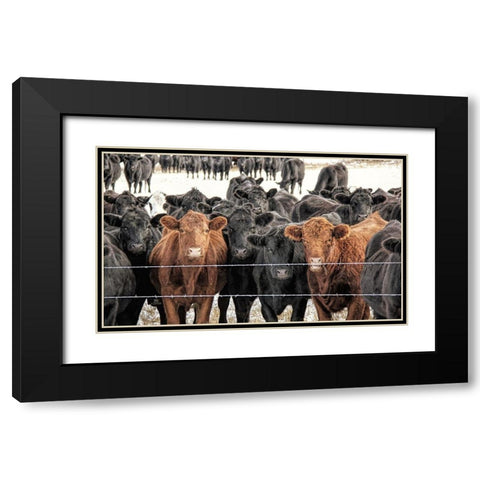 Curious Cattle Black Modern Wood Framed Art Print with Double Matting by Schell, Jennie Marie