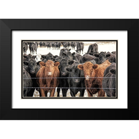 Curious Cattle Black Modern Wood Framed Art Print with Double Matting by Schell, Jennie Marie