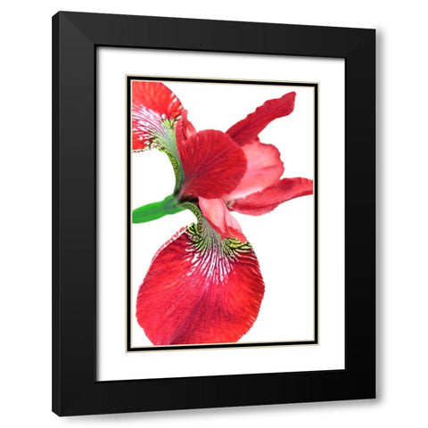 Iris Flower Red Black Modern Wood Framed Art Print with Double Matting by Schell, Jennie Marie