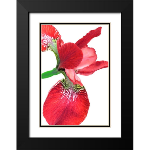 Iris Flower Red Black Modern Wood Framed Art Print with Double Matting by Schell, Jennie Marie