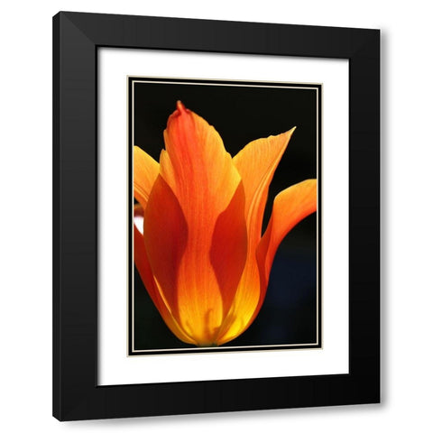 Orange Star Tulip Flower Black Modern Wood Framed Art Print with Double Matting by Schell, Jennie Marie
