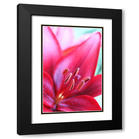 Pink Daylily Macro Flower Black Modern Wood Framed Art Print with Double Matting by Schell, Jennie Marie