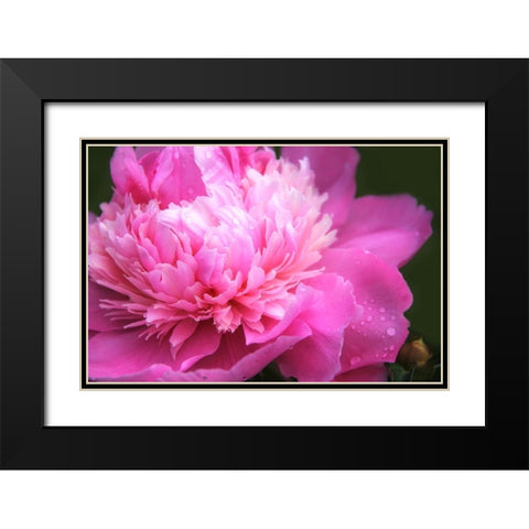 Pink Peony Flower Black Modern Wood Framed Art Print with Double Matting by Schell, Jennie Marie