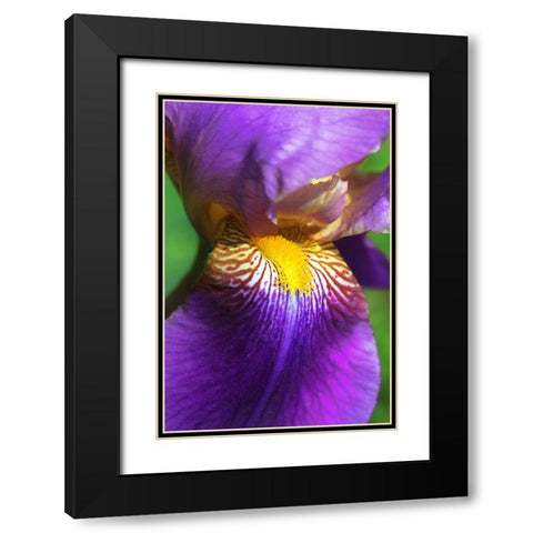 Purple Bearded Iris Flower Black Modern Wood Framed Art Print with Double Matting by Schell, Jennie Marie