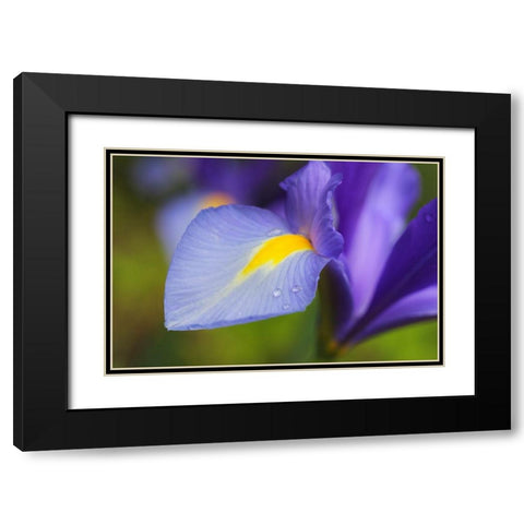 Purple Dutch Iris Flower Black Modern Wood Framed Art Print with Double Matting by Schell, Jennie Marie