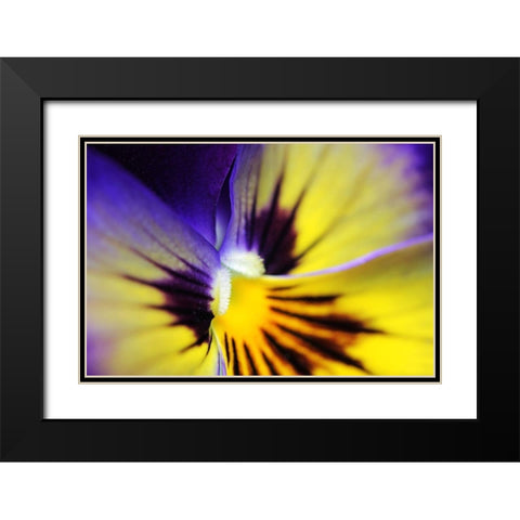 Purple Pansy Macro Flower Black Modern Wood Framed Art Print with Double Matting by Schell, Jennie Marie