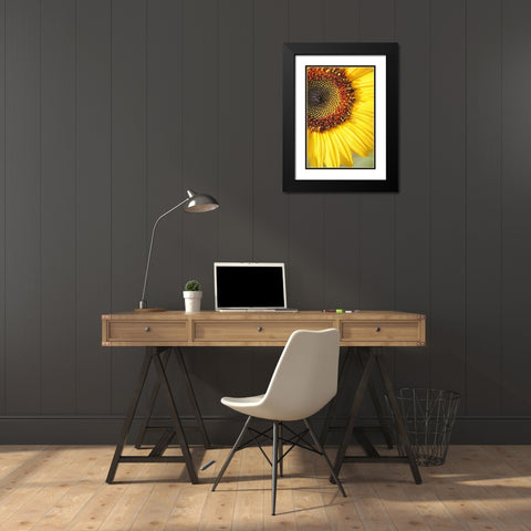 Sunflower Macro Flower Black Modern Wood Framed Art Print with Double Matting by Schell, Jennie Marie