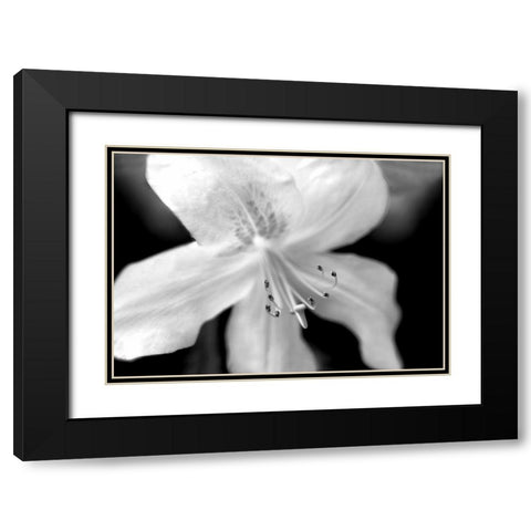 Azalea Flower Macro Black and White Black Modern Wood Framed Art Print with Double Matting by Schell, Jennie Marie