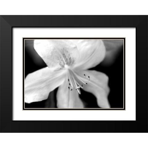 Azalea Flower Macro Black and White Black Modern Wood Framed Art Print with Double Matting by Schell, Jennie Marie