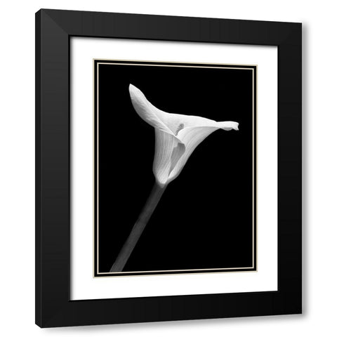 Calla Lily Flower Black and White 1 Black Modern Wood Framed Art Print with Double Matting by Schell, Jennie Marie