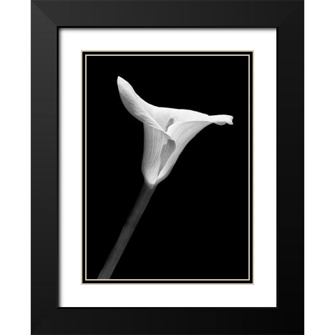 Calla Lily Flower Black and White 1 Black Modern Wood Framed Art Print with Double Matting by Schell, Jennie Marie