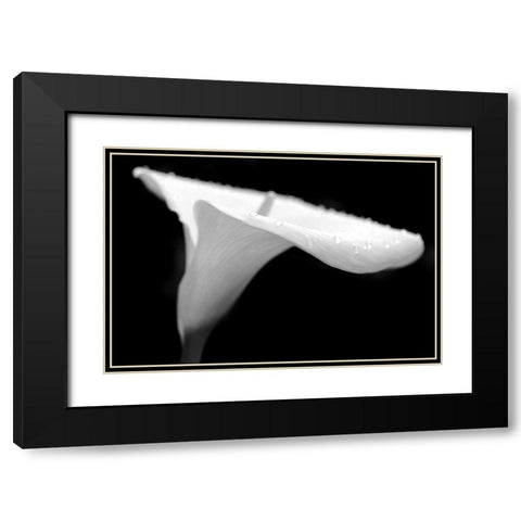 Calla Lily Flower Black and White 2 Black Modern Wood Framed Art Print with Double Matting by Schell, Jennie Marie