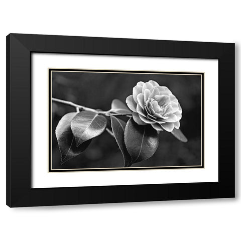 Camellia Flower Black and White Black Modern Wood Framed Art Print with Double Matting by Schell, Jennie Marie
