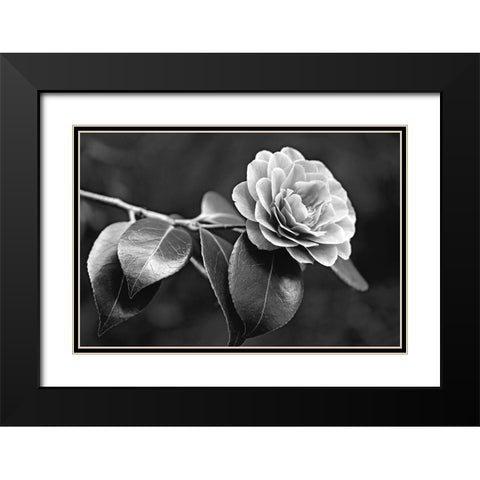 Camellia Flower Black and White Black Modern Wood Framed Art Print with Double Matting by Schell, Jennie Marie
