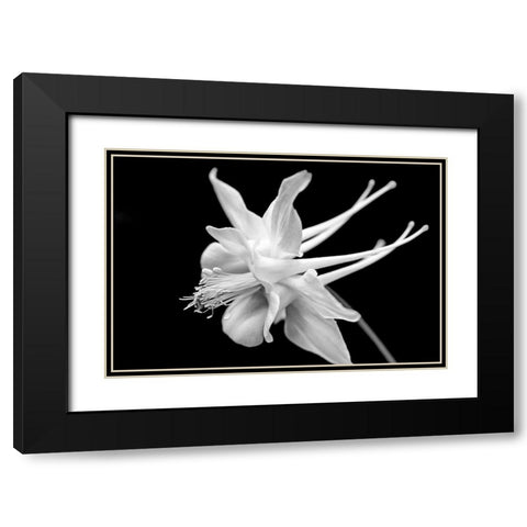Columbine Wildflower Macro Black and White Black Modern Wood Framed Art Print with Double Matting by Schell, Jennie Marie