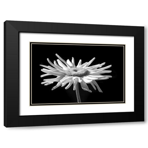 Daisy Flower Macro Black and White 1 Black Modern Wood Framed Art Print with Double Matting by Schell, Jennie Marie
