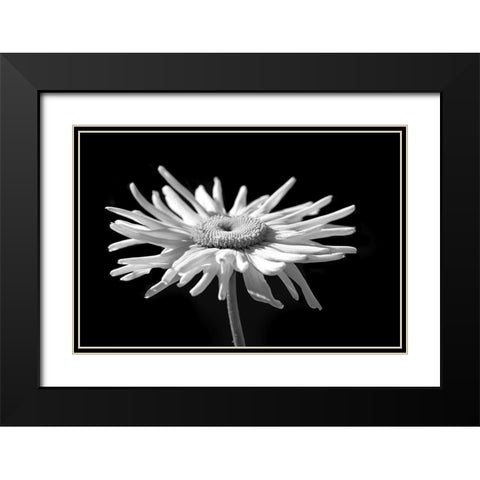 Daisy Flower Macro Black and White 1 Black Modern Wood Framed Art Print with Double Matting by Schell, Jennie Marie