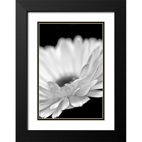 Daisy Flower Macro Black and White 2 Black Modern Wood Framed Art Print with Double Matting by Schell, Jennie Marie