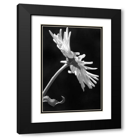 Daisy Flower Macro Black and White 3 Black Modern Wood Framed Art Print with Double Matting by Schell, Jennie Marie