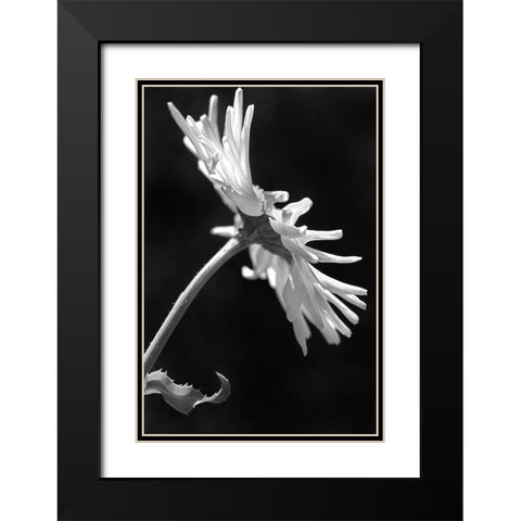 Daisy Flower Macro Black and White 3 Black Modern Wood Framed Art Print with Double Matting by Schell, Jennie Marie
