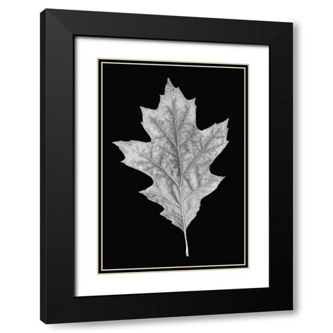 Leaf Black and White 3 Black Modern Wood Framed Art Print with Double Matting by Schell, Jennie Marie
