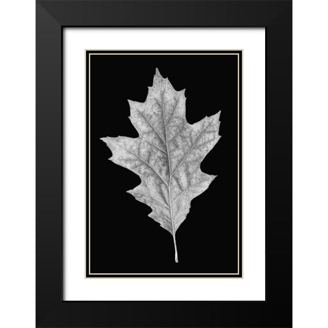 Leaf Black and White 3 Black Modern Wood Framed Art Print with Double Matting by Schell, Jennie Marie