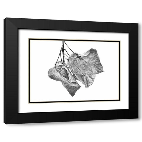 Leaves Dried Black and White Black Modern Wood Framed Art Print with Double Matting by Schell, Jennie Marie