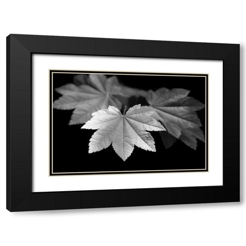 Leaves Maple Black and White Black Modern Wood Framed Art Print with Double Matting by Schell, Jennie Marie