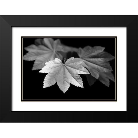 Leaves Maple Black and White Black Modern Wood Framed Art Print with Double Matting by Schell, Jennie Marie