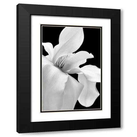 Magnolia Flower Macro Black and White 1 Black Modern Wood Framed Art Print with Double Matting by Schell, Jennie Marie