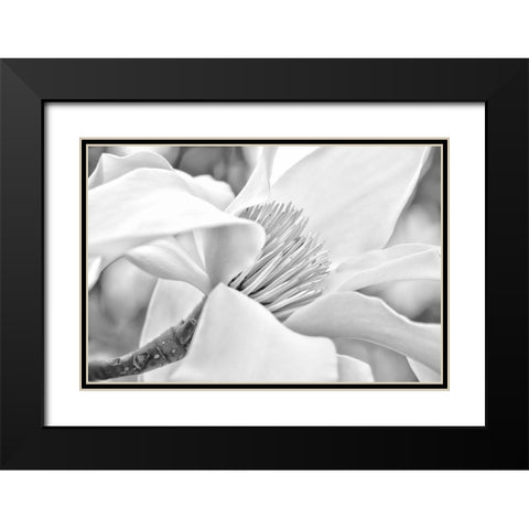 Magnolia Flower Macro Black and White 2 Black Modern Wood Framed Art Print with Double Matting by Schell, Jennie Marie