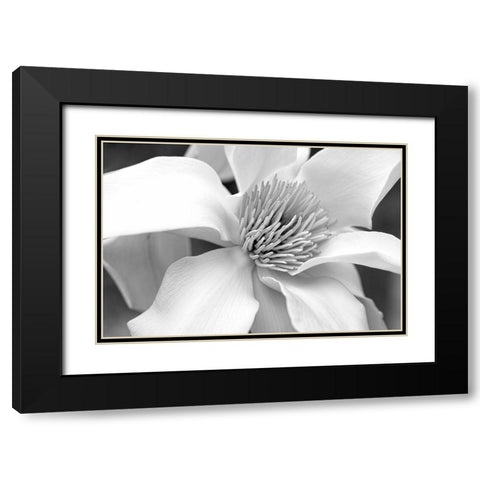 Magnolia Flower Macro Black and White 3 Black Modern Wood Framed Art Print with Double Matting by Schell, Jennie Marie