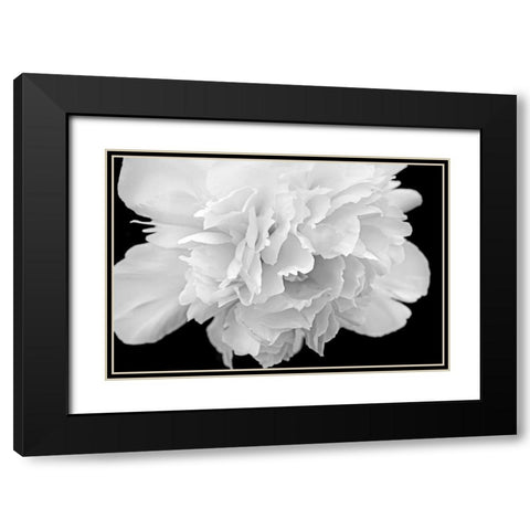 Peony Flower Macro Black and White Black Modern Wood Framed Art Print with Double Matting by Schell, Jennie Marie
