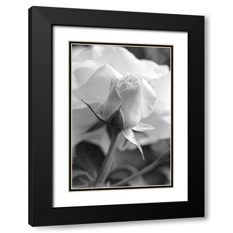 Rose Bud Flower Black and White Black Modern Wood Framed Art Print with Double Matting by Schell, Jennie Marie