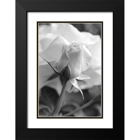Rose Bud Flower Black and White Black Modern Wood Framed Art Print with Double Matting by Schell, Jennie Marie