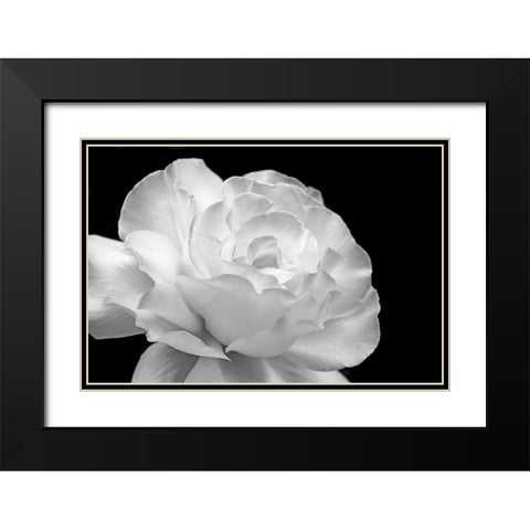 Rose Flower Macro Black and White 1 Black Modern Wood Framed Art Print with Double Matting by Schell, Jennie Marie