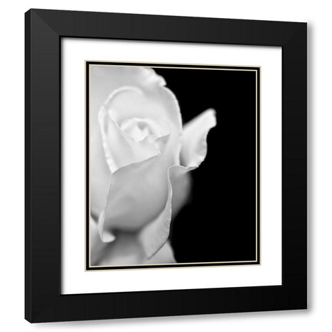 Rose Flower Macro Black and White 2 Black Modern Wood Framed Art Print with Double Matting by Schell, Jennie Marie