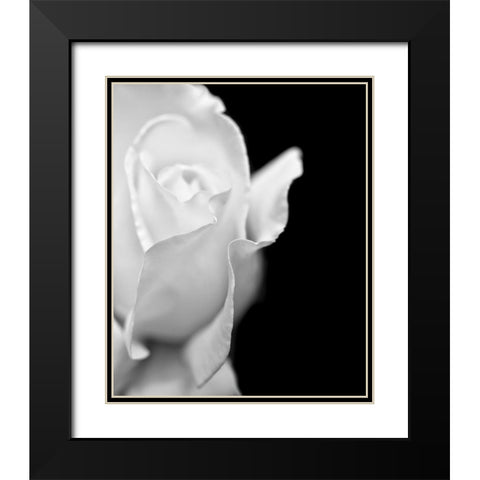 Rose Flower Macro Black and White 2 Black Modern Wood Framed Art Print with Double Matting by Schell, Jennie Marie