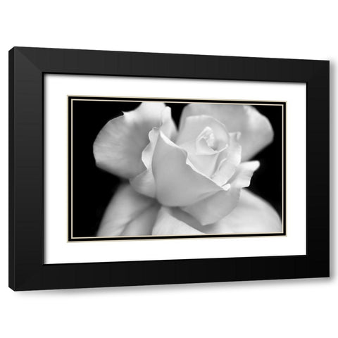 Rose Flower Macro Black and White 3 Black Modern Wood Framed Art Print with Double Matting by Schell, Jennie Marie